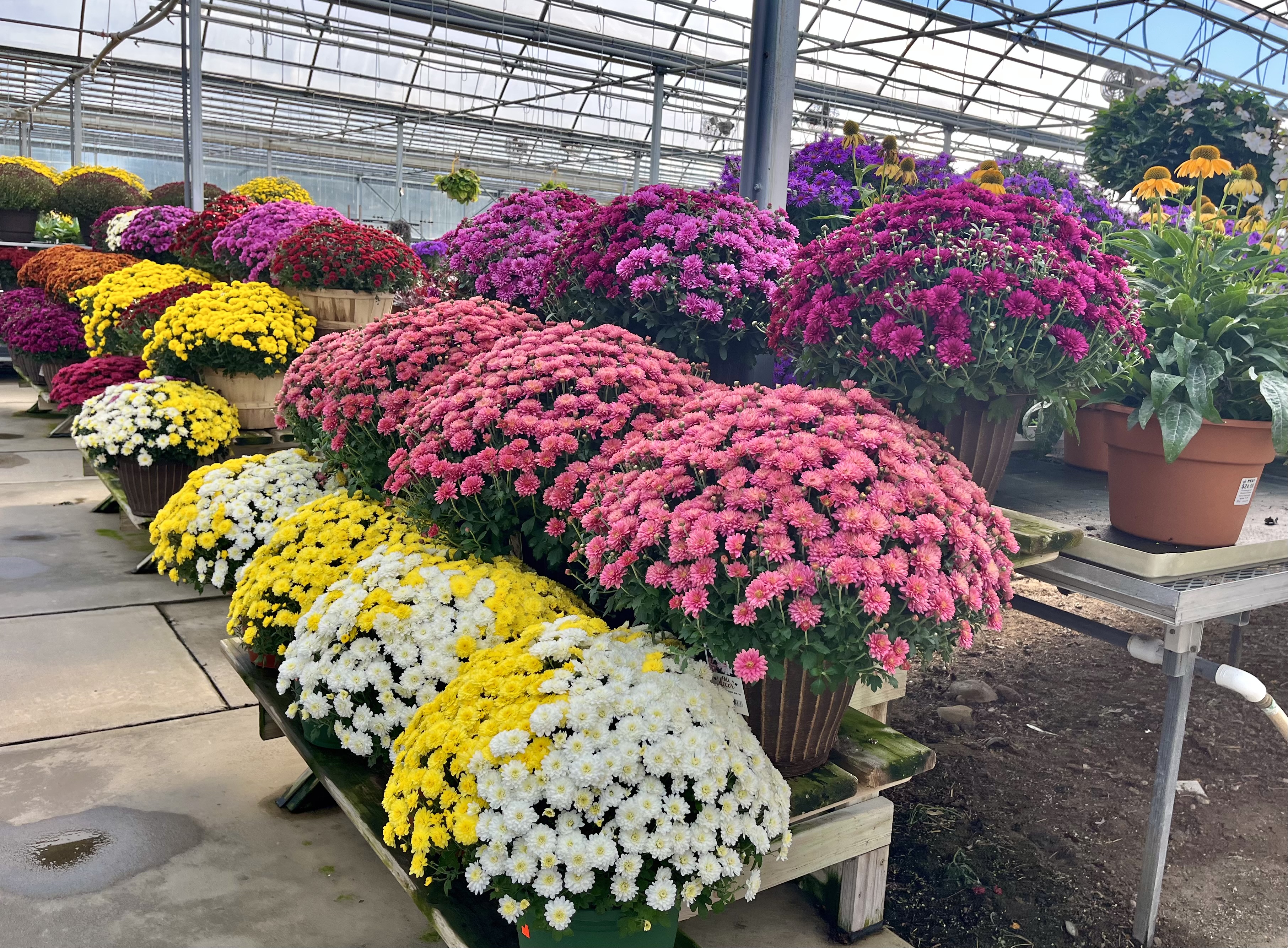 Colorful display of mums at a retail garden center. 